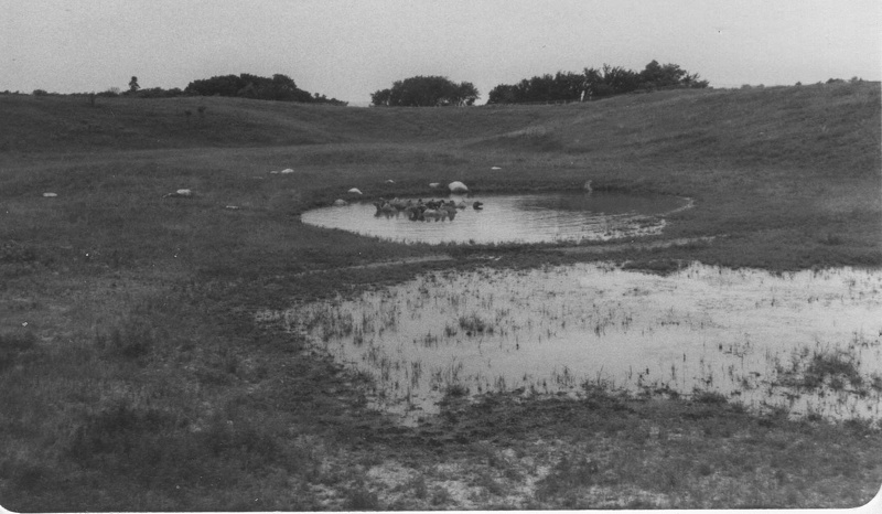 1979zoo19swamp